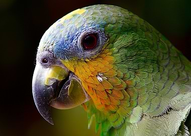 Close-up of a Colorful Parrot