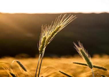 Golden Wheat Field at Sunset