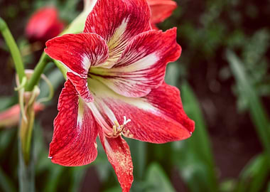 Striking Red and White Amaryllis Bloom