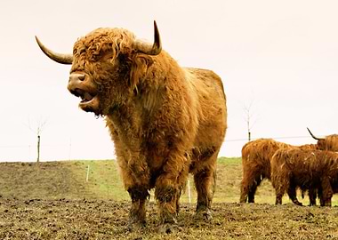 Highland Cattle in a Field