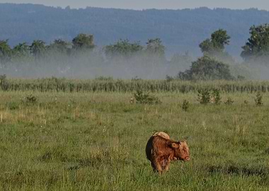 Highland Cow in a Grassy Field