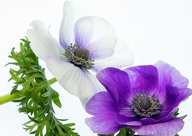White and Purple Anemone Flowers