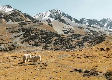 Alpacas Grazing in Andean Mountain Landscape