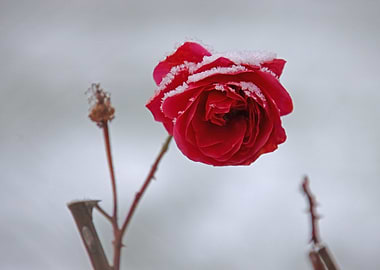 Red Rose with Snow