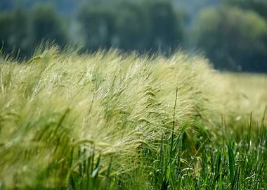 Wheat Field in Summer Breeze