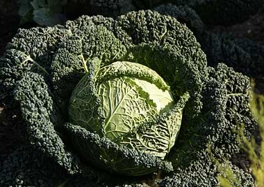 Savoy Cabbage Close-Up