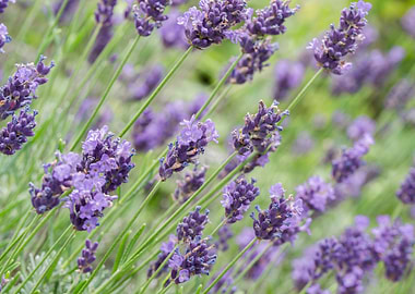 Lavender Flowers Close-Up
