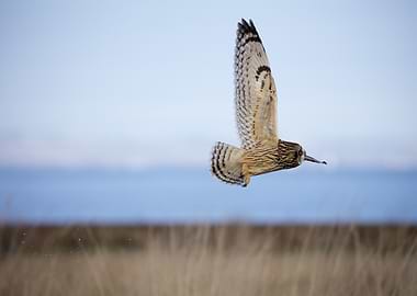 Owl in Flight over Field