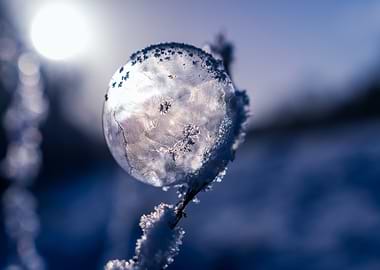 Frozen Bubble on a Snowy Branch