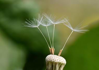 Dandelion Seeds Macro