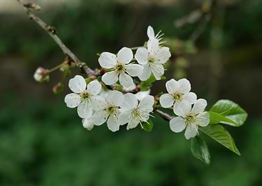 Cherry blossoms on a branch