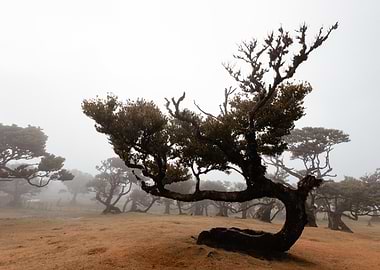 Mystical Fanal Forest in Fog, Madeira
