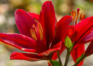 Close-up of a Red Lily Flower