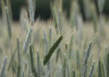 Wheat Field Close-Up