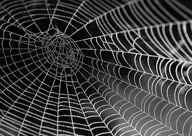 Spiderweb with Dew in Black and White