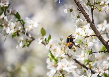 Bumblebee on White Blossoms
