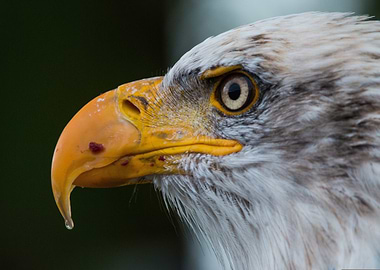Bald Eagle Close-Up Portrait