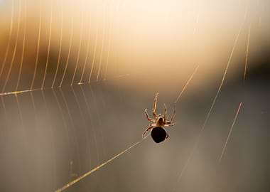 Spider in Web with Golden Light