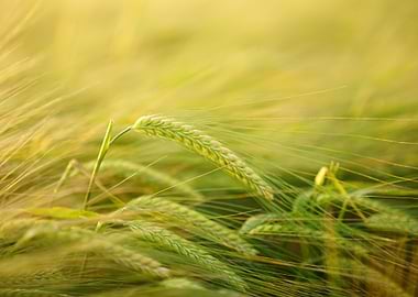 Wheat Field Close-Up