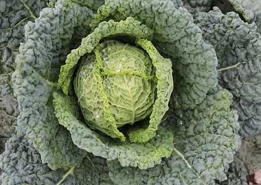 Savoy Cabbage Close-Up