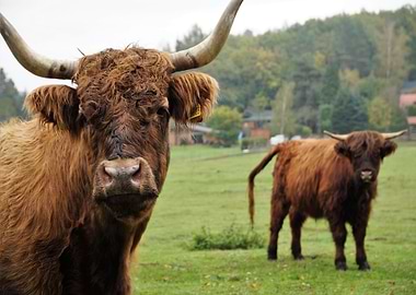 Highland Cattle in a Green Field