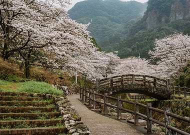 Japanese Cherry Blossoms and Stone Bridge