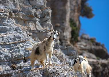 Goats on Rocky Cliffside, Greek Island