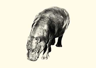 Hippo Illustration