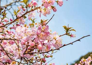 Pink Cherry Blossoms Against Blue Sky