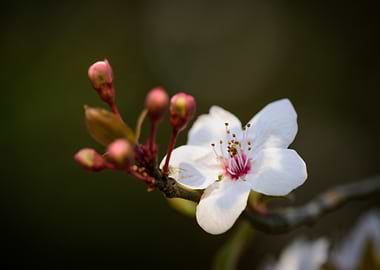 White Blossom with Buds on Branch