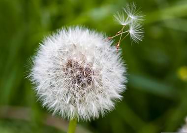 Dandelion Seed Head Close-Up