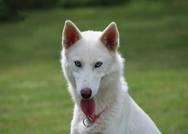 White Husky with Blue Eyes Portrait