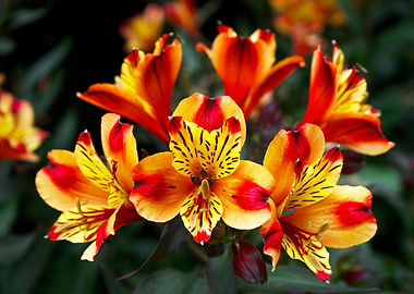 Vibrant Alstroemeria Flowers