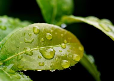 Green Leaf with Water Droplets