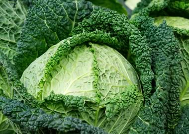 Savoy Cabbage Close-Up