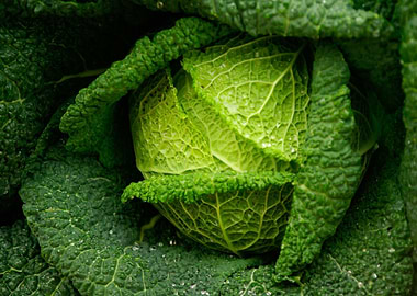 Fresh Savoy Cabbage Close-Up