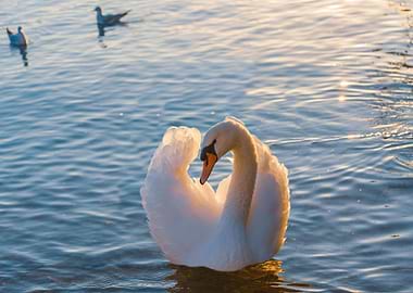 Swan in Water with Seagulls