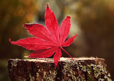 Red Maple Leaf on Tree Stump