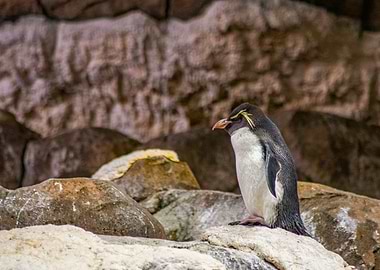 Macaroni Penguin on Rocks