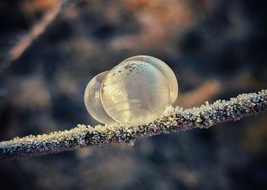 Frozen Bubbles on Branch
