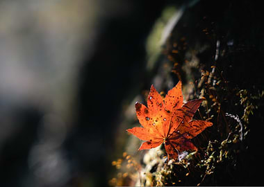 Autumn Maple Leaf on Mossy Surface