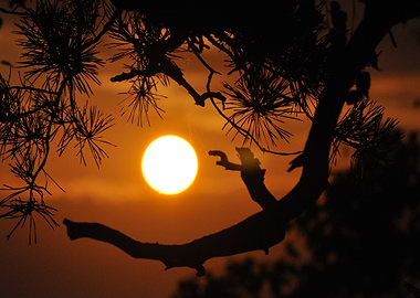 Sunset through pine tree branches silhouette