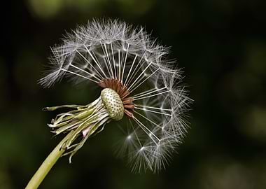 Dandelion Seed Head Close-Up