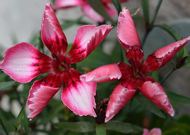 Two Pink and Red Dianthus Flowers