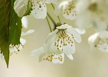 White Cherry Blossoms Close-Up