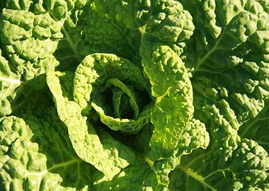Close-up of a Green Cabbage Head