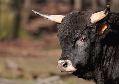 Close-up of a Black Highland Cattle