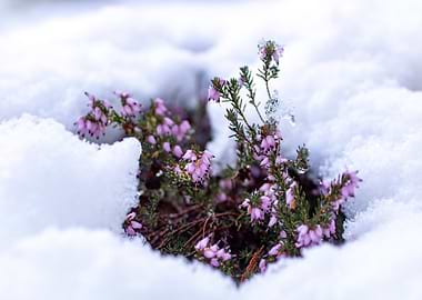 Heather in Snow