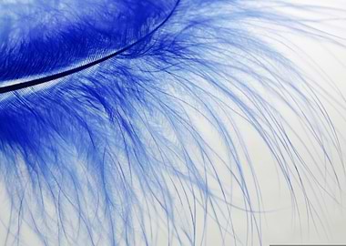 Blue Feather Close-Up
