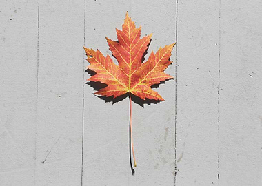 Autumn Maple Leaf on Gray Surface